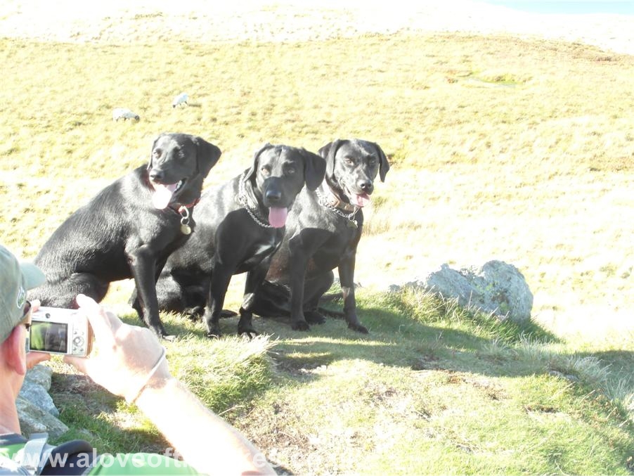 A love of the Lakes - We had the pleasure of the company of these three amigos on the summit