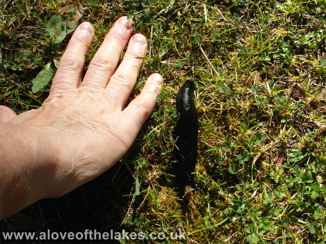 Beware of the Giant Slugs !!
