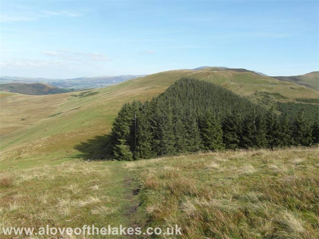 A track that heads North East down from the summit towards the fringe of the Darling How plantation leads 
on to the second fell of the day  Broomfell
