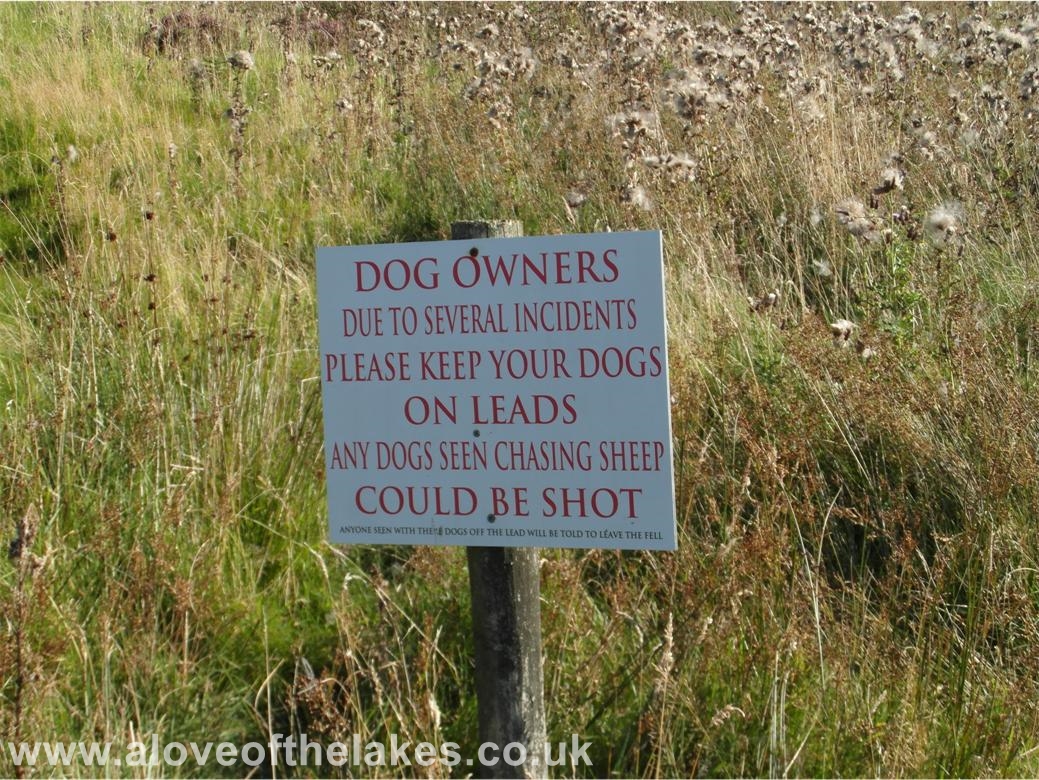 Heed well the warning if you are walking with a dog