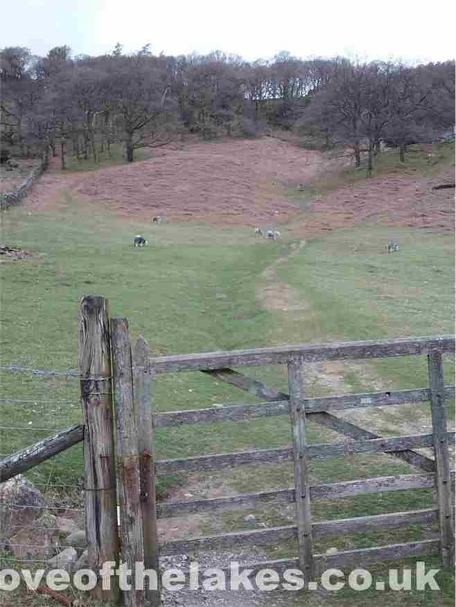 Not long into the walk take the gate on the left gives access to Lingy Bank along a clearly defined track