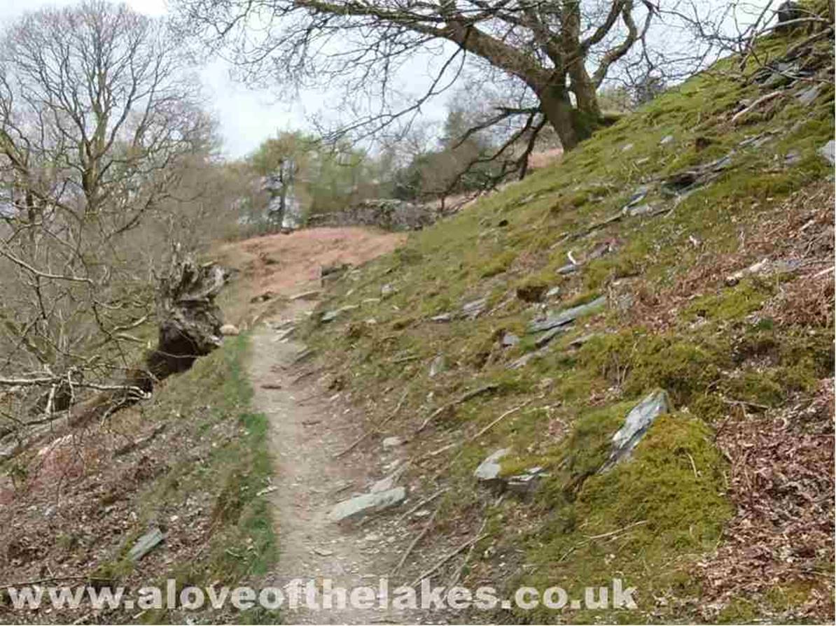 At the upper reaches the path swings right to meet the old quarry road