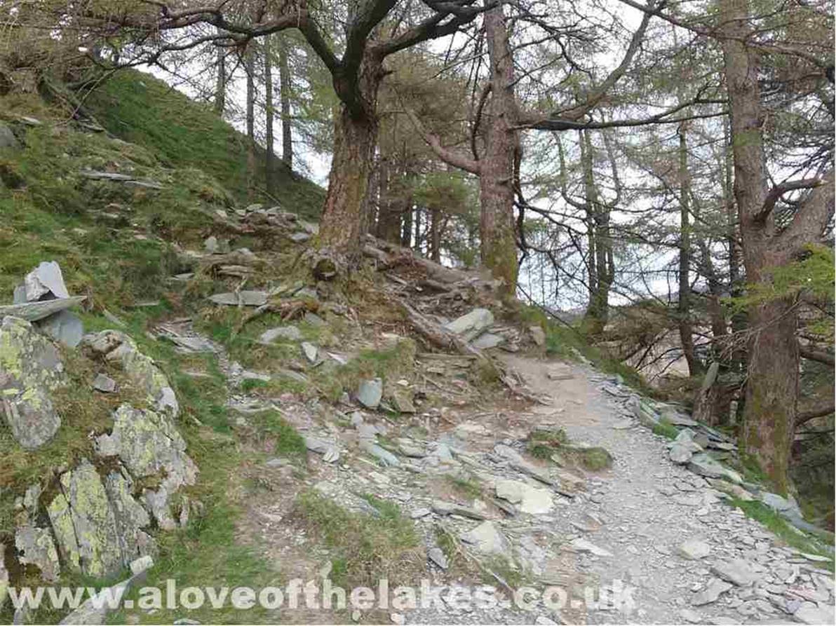 The path to the summit climbs from the right of the sculpture park through a small area of Larch trees