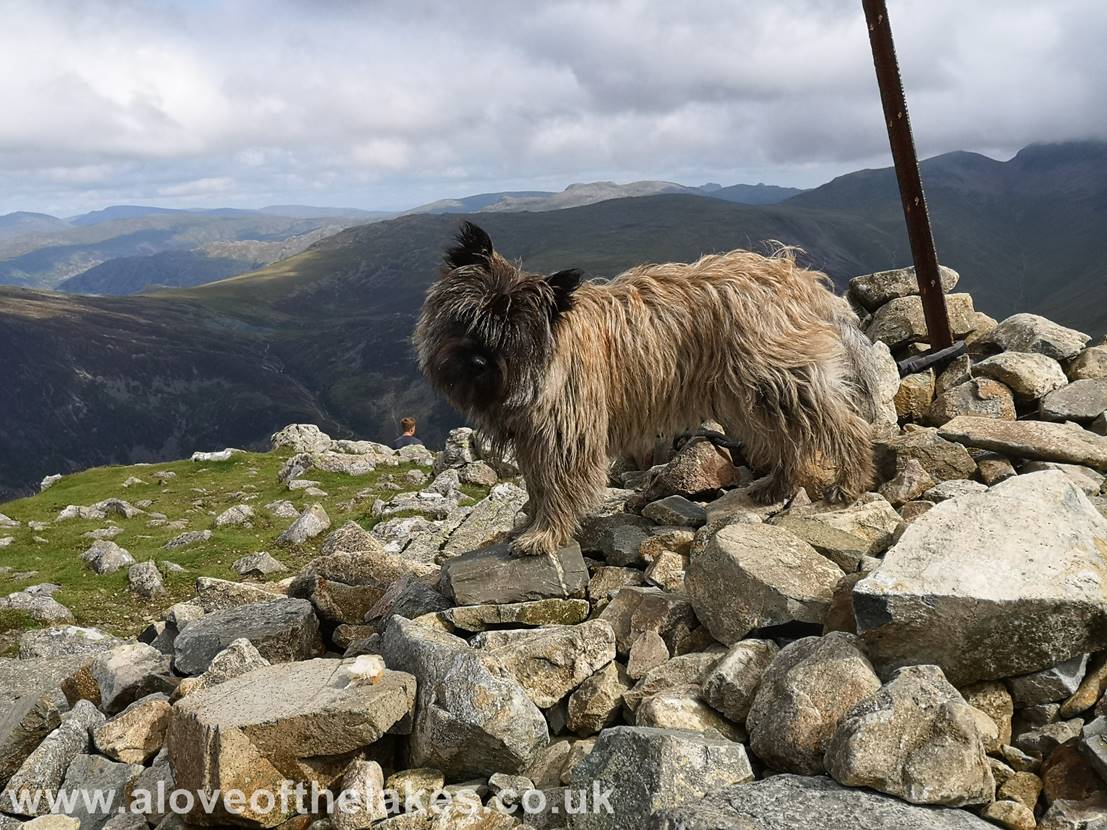 A love of the lakes - Spud on the summit of High Crag