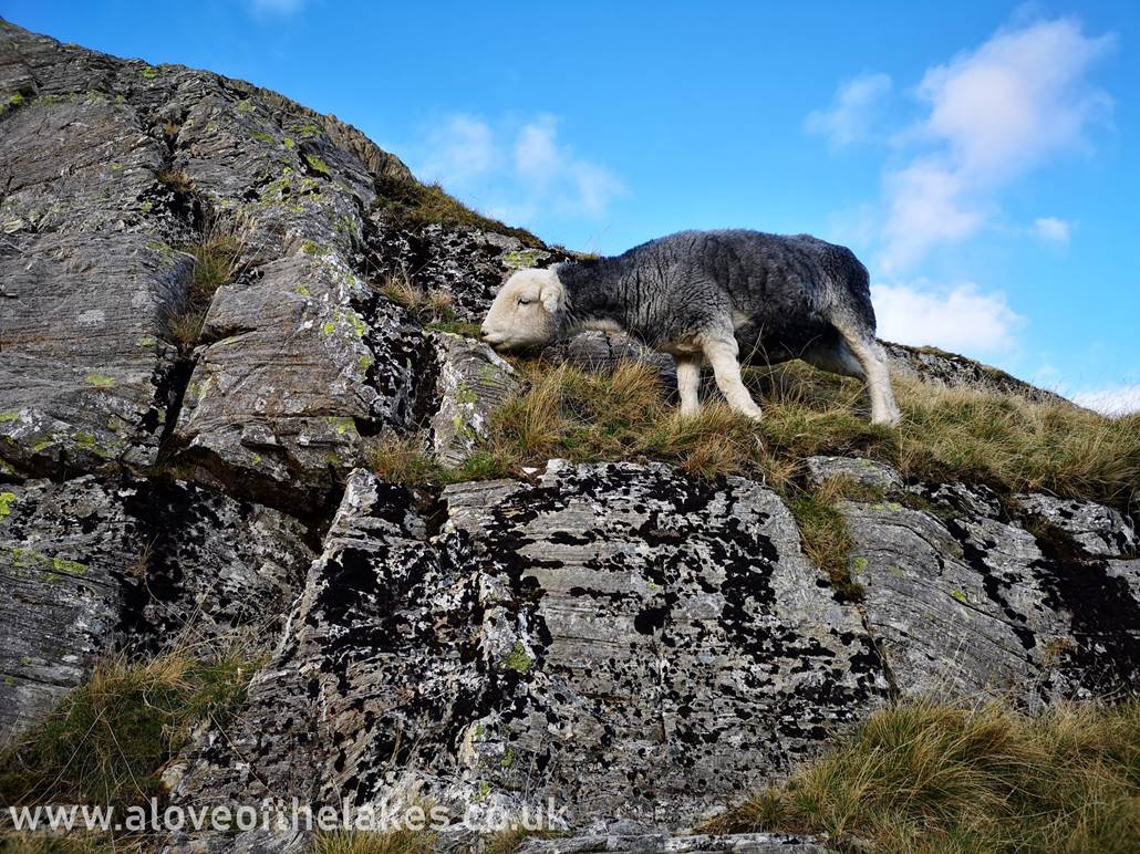  precariously perched Herdie tucks in to the wiry fell side grass completely oblivious of our presence !!