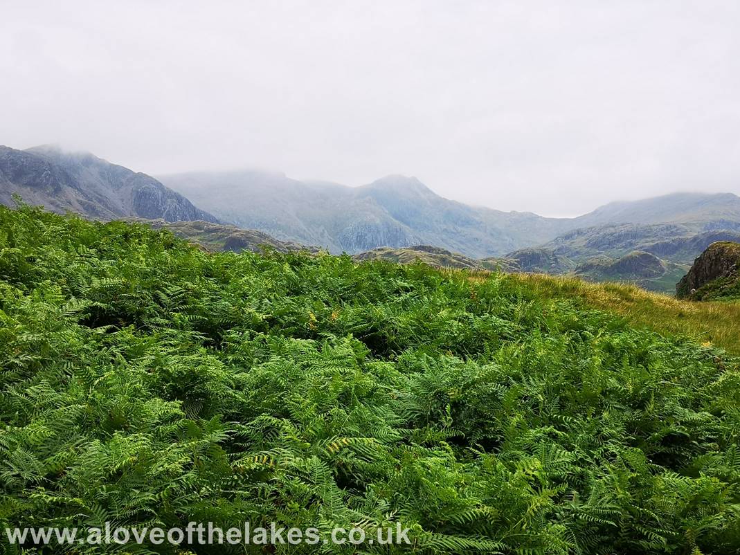 A love of the Lakes - As we skirt the edge of Yew Crags a very brief glimpse of the Scafell group just before it starts to disappear
in the mist and rain
