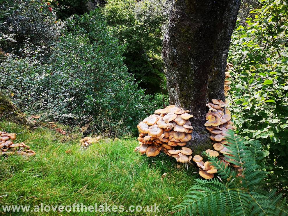 A love of the Lakes - A strange cluster of toadstools 