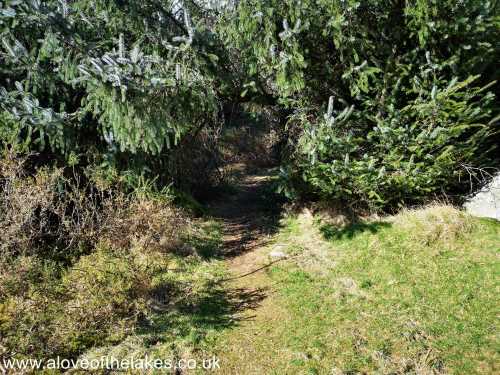 The path through the woods