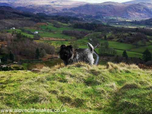 A dog on a mountain top