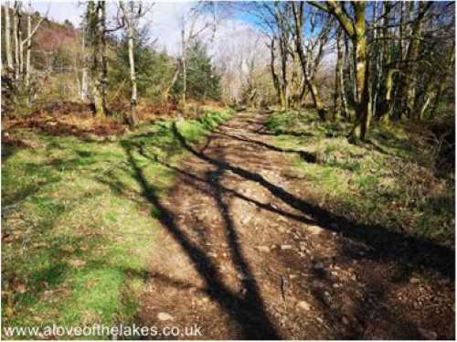 Path cutting through the woods