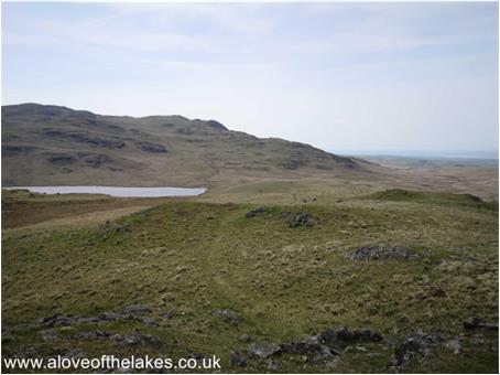 Towards White Pike