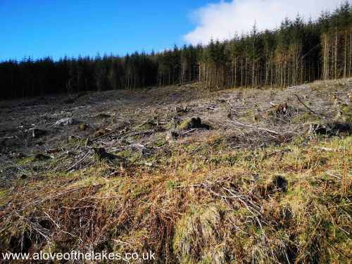 The clearing area of woodland