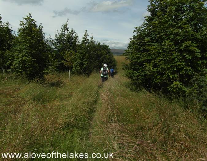 Follow the path through the wooded area