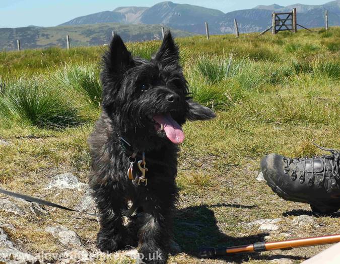 Jones the cairn terrier
