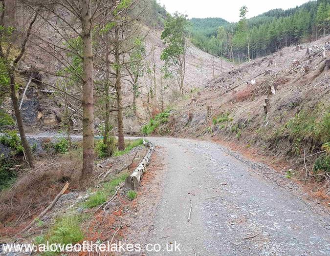 The start of the Forest trail