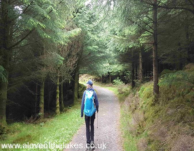 The track through the Forest