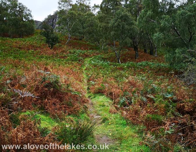 The path continues through another wooded area