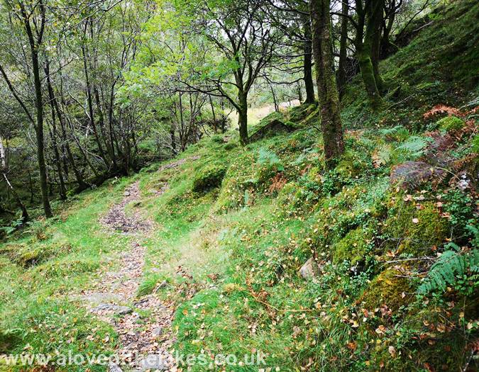 Emerging from the wooded area
