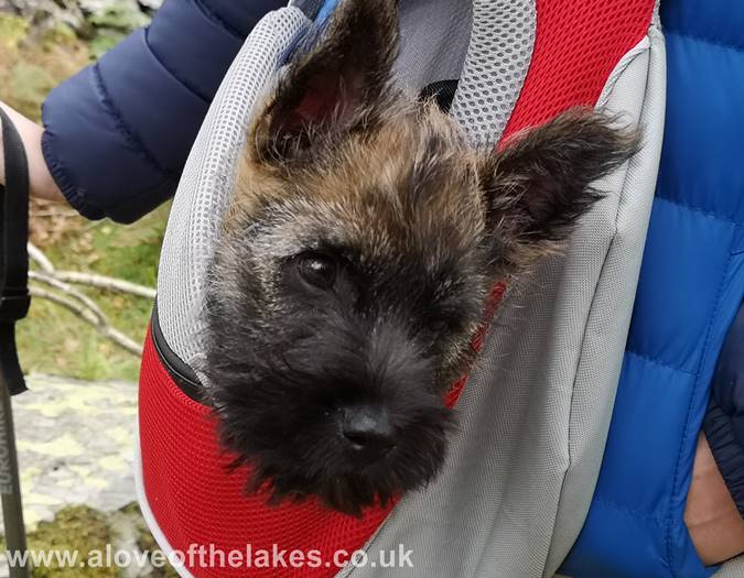 Spud in his harness