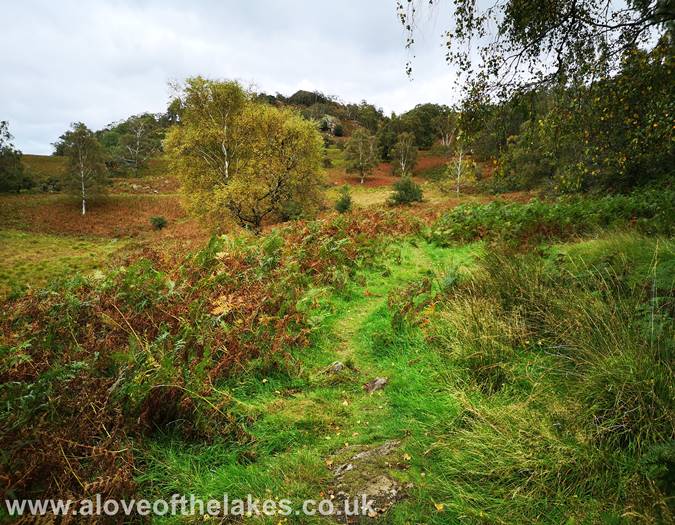 The path through the bracken