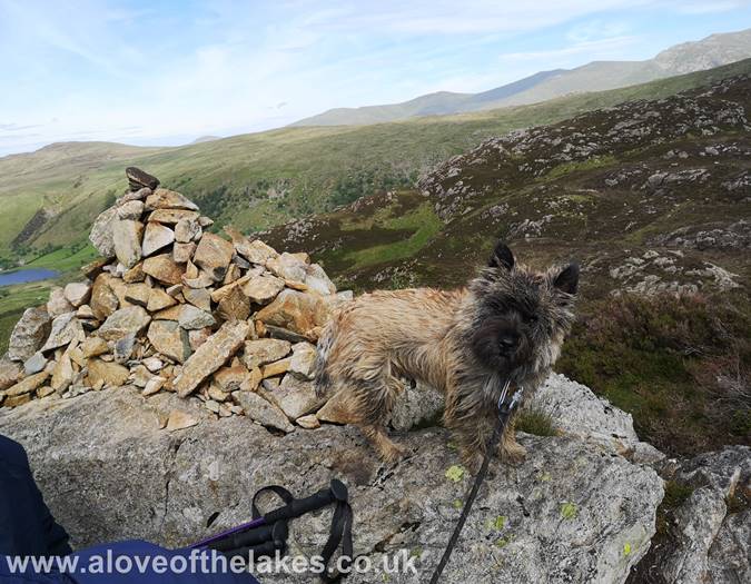 A cairn terrier on a cairn