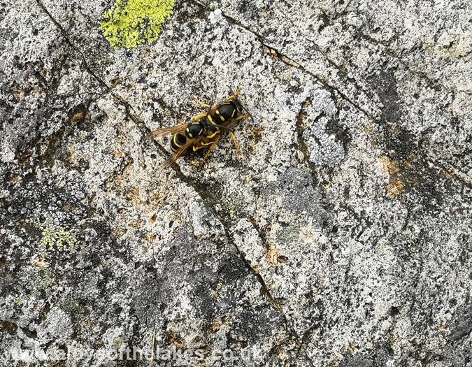 Two Digger wasps