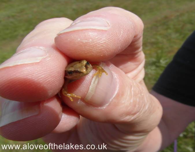 A small frog