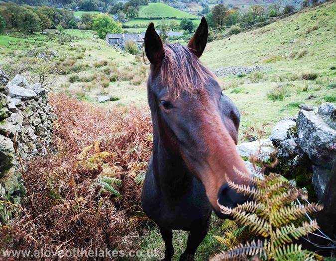 A horse