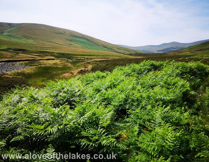 An area of dense bracken