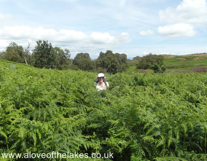 Shoulder high bracken