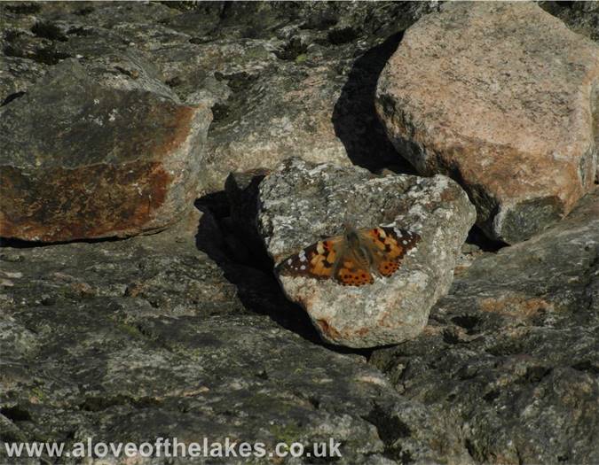 A butterfly