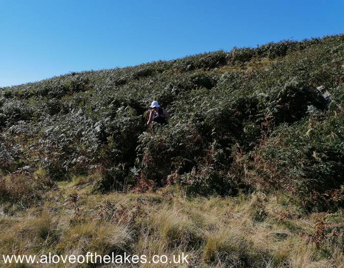 Sue fighting her way through the bracken