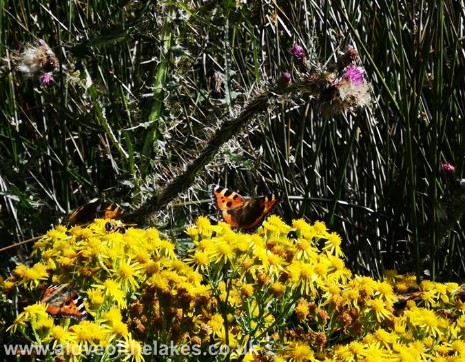 Red Admiral butterflies