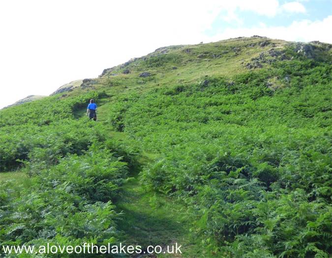 The path through the bracken