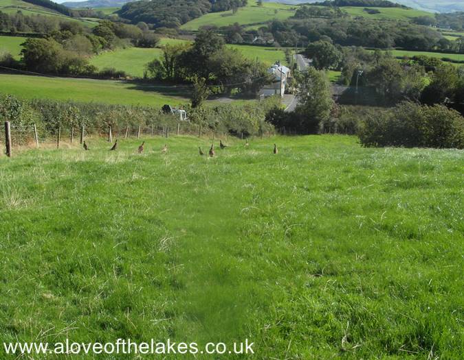 The field leads to a gate
