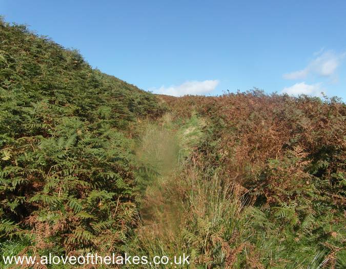 The path runs through an area of bracken