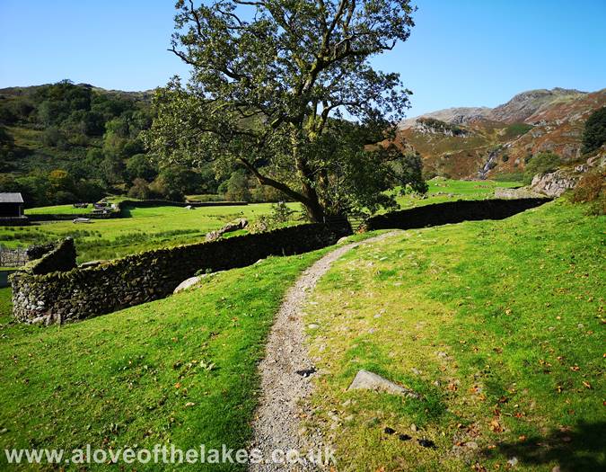 The open pasture land
