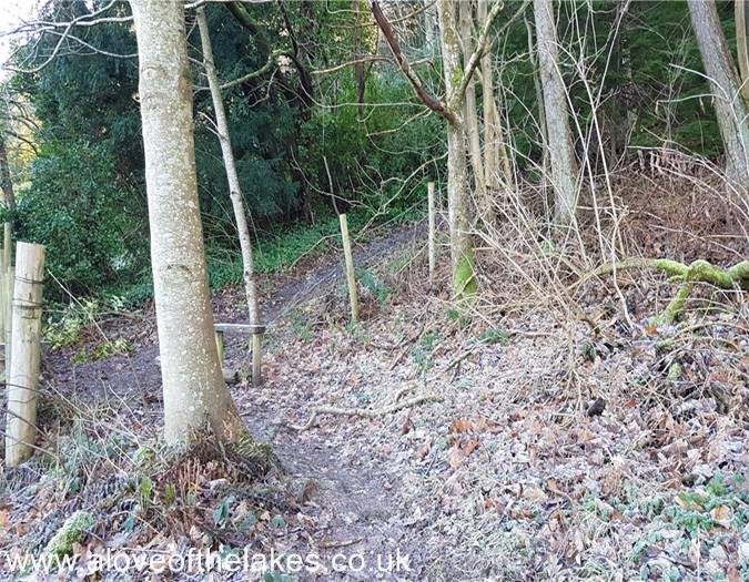 The path through the woods