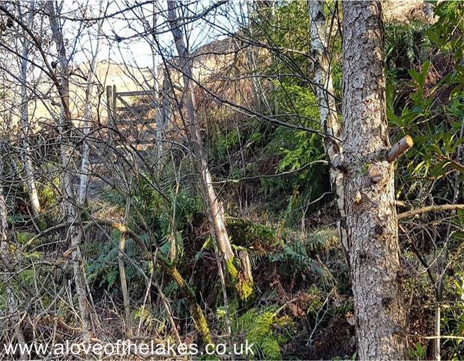 The gate in the fence