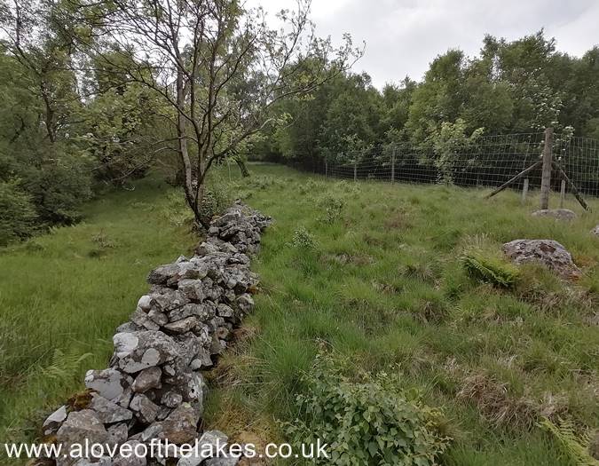 Cross the wall to walk parallel with a small wooded area