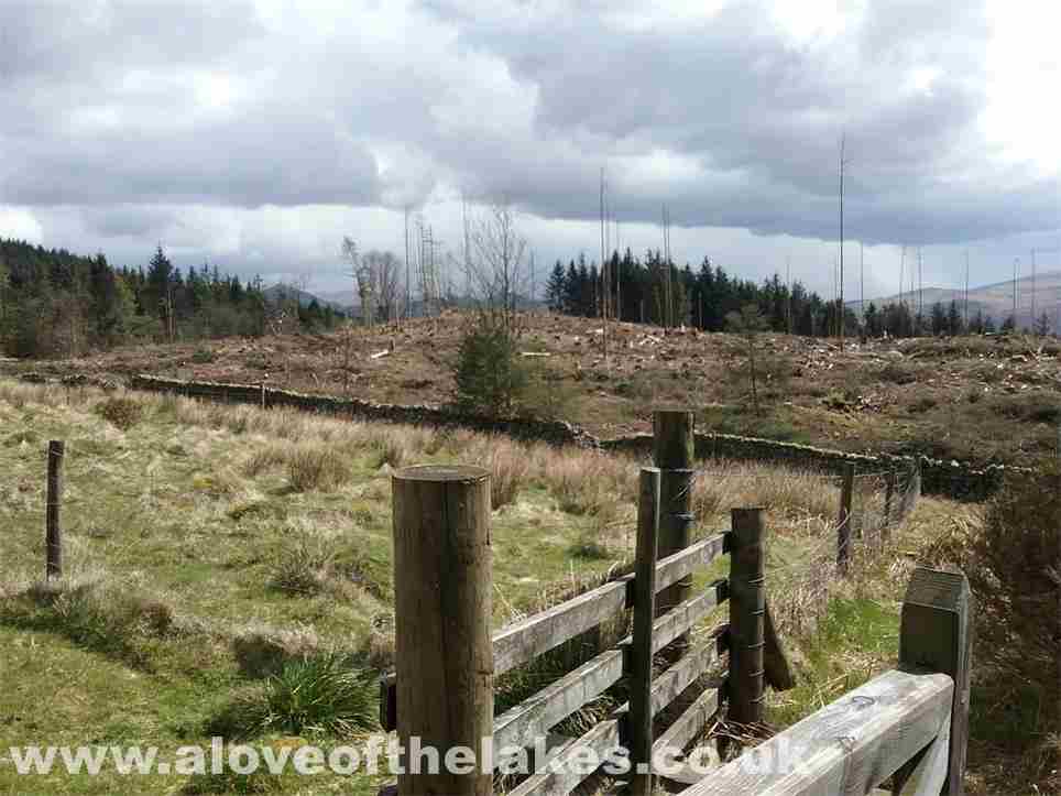 An area of deforestation