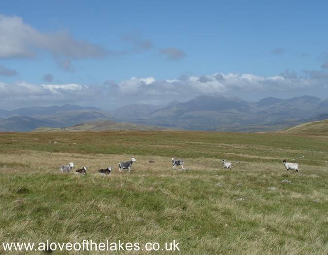 Looking towards the Coniston Fells